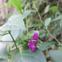 Dicliptera foetida (Forssk.) Blatt.